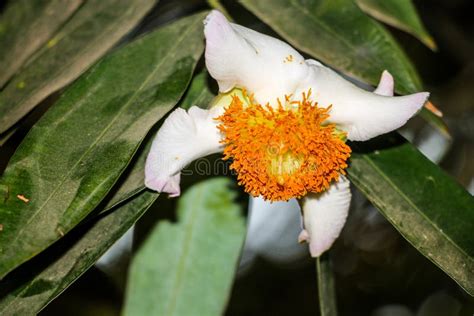 saffron nuda|Mesua nuda (Mesua nuda, Cobras Saffron, Iron Wood)